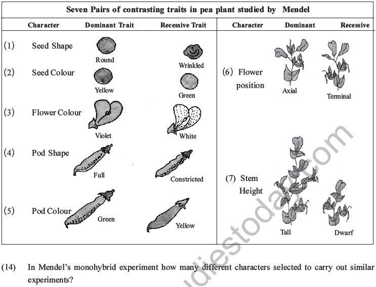 NEET Biology Heredity And Variation MCQs Set B, Multiple Choice Questions